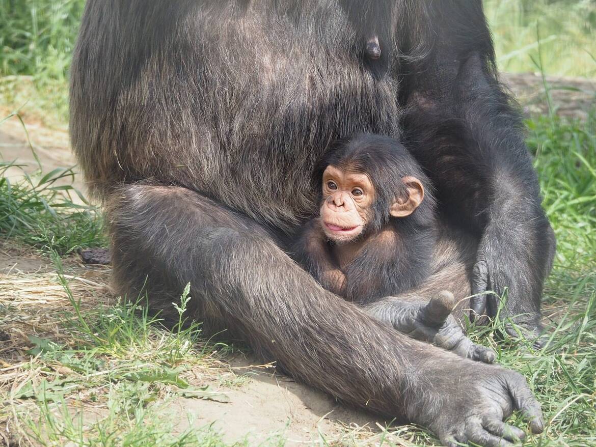 Проучване: Тийнейджърите и младите шимпанзета имат сходно рисково поведение