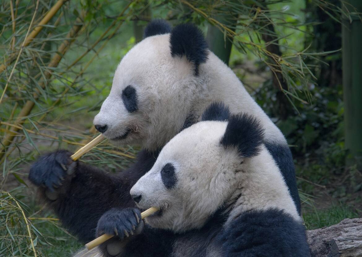 Зоопаркът в Копенхаген прилага нова стратегия, за да насърчи любовния живот на пандите