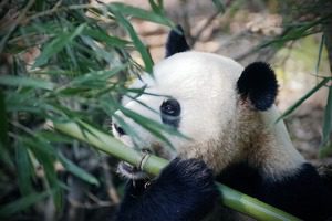 Зоопаркът в Копенхаген прилага нова стратегия, за да насърчи любовния живот на пандите
