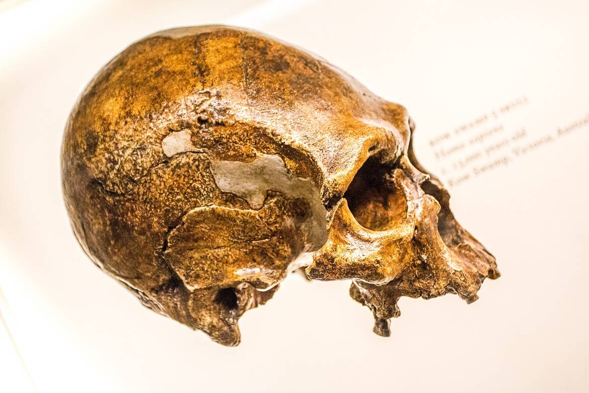 Формата на носа на съвременния човек е генетично наследена от неандерталците