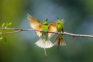 „Птиците - рай на земята“ каца в София