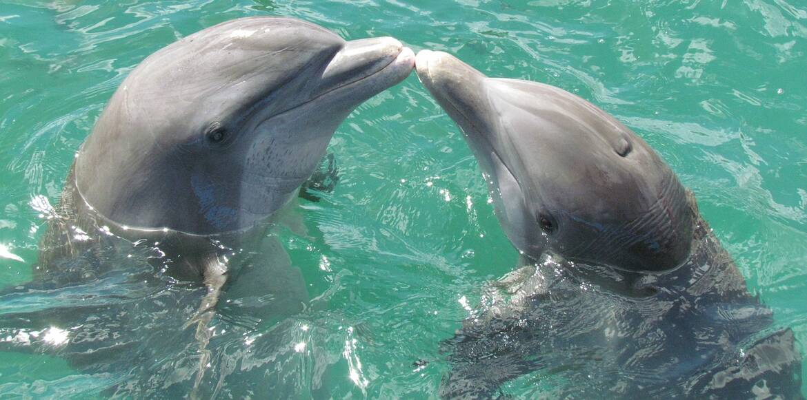 Майките делфини също използват вид високочестотен бебешки говор