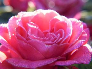 С ритуала “Розобер” в розовите градини край Казанлък започна последният ден от юбилейния 120-и Празник на розата