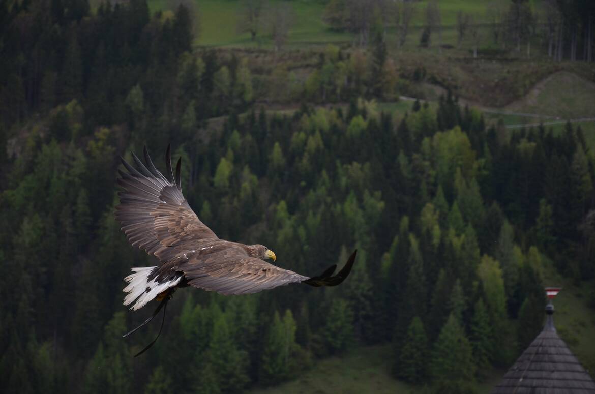 За първи път в България регистрираха гнездо на малък креслив орел с две малки