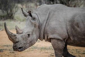 Георги Милков: Един носорог се появи неканен на прага на банята ми в Ботсвана