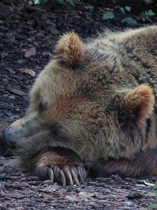 Седем мечки от общо 17 са заспали зимен сън в край Белица