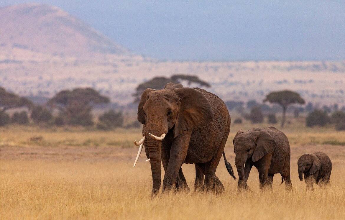Слоновете