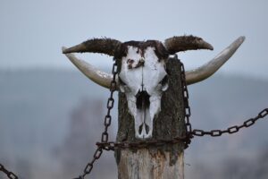 САЩ 